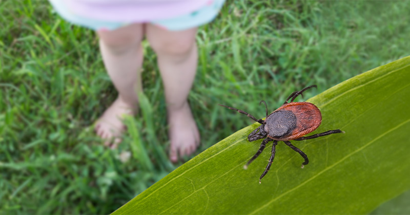 Tick-Borne Illness in Florida: Why Lyme Disease May Be More Common Than You Think